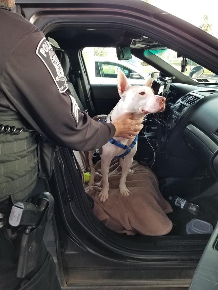 K-9 for a Day
